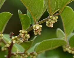 Image result for Diospyros mweroensis
