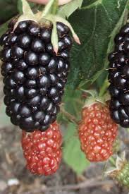 Highlights Produces Huge Berries Good Flavor And Sweetness Heavy Yields Blackberry Nachez Produces An Impressive Large Fru Starter Plants Fruit Perfect Plants