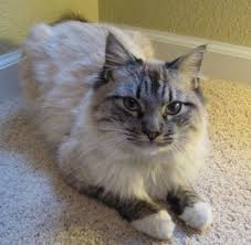 The birman cat breed is most mysterious! Short Haired Birman Off 55 Www Usushimd Com