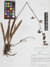 Image result for Oeceoclades saundersiana