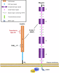 Image result for Transferrin