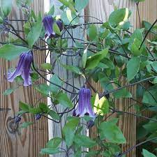 Clematis Rooguchi Summer Flowers To Plant Clematis Garden Vines