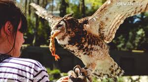 We did not find results for: Cara Memelihara Burung Hantu Yang Baik Dan Benar Hewanpedia