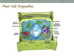It also keeps large, damaging molecules out of the cell. Cell Structure And Function Ppt Download
