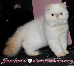 The range of available kittens: Persian Kittens Jordan The Persian Kittens