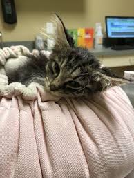 The greater cincinnati area and anyone willling to drive to cincinnati. Spca Cincinnati 10 Photos 15 Reviews Animal Shelters 11900 Conrey Rd Cincinnati Oh Phone Number Yelp