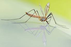Can vinegar keep mosquitoes away? Screening Materials For Noseeums And Mosquitos