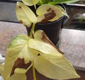Golden Ficus is enjoying the full sun that turns his leaves ...