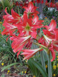 Amaryllis Spring Bulbs Florida Style Florida Plants Garden Trees Flowers