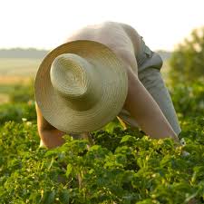 Your ultimate vegetable care guide checklist. Vegetable Garden Care Maintenance Planet Natural