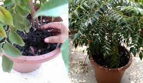 Saya sendiri kali pertama cuba menanam dan selepas seminggu. Membaja Pokok Kari Dalam Pasu Agar Berdaun Lebat Wanita Ni Kongsi Petuanya Keluarga