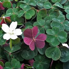 Image result for Oxalis oligotricha