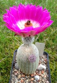 Echinocereus Rigidissimus V Rubispinius V Albispinus Kaktus Blume Kakteen Garten Und Kaktus