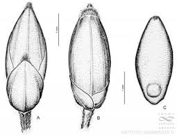 Image result for Acroceras