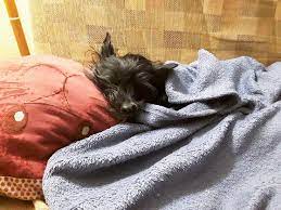 Mejor Imposible Animals Dogs