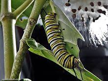 Check spelling or type a new query. Danaus Plexippus Wikipedia La Enciclopedia Libre