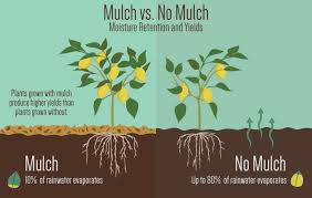 We did not find results for: Mulch Much The Benefits Of Gardening With Mulch Fix Com
