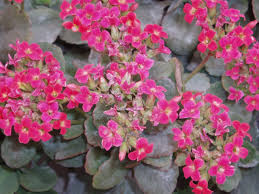 Image result for Kalanchoe blossfeldiana