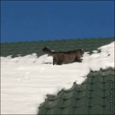 12 Signs You Re In The Wrong Place At The Wrong Time Animals Doing Funny Things Animals Funny Cat Videos
