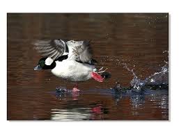 Bufflehead Duck Male Bird Taxidermy Waterfowl Taxidermy Duck