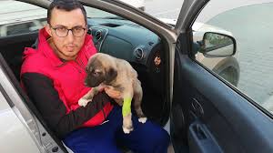Yavru Kopek Nasil Tedavi Edilir Yavru Kopegim Hastalandi Parvovirus Tedavisi Kanli Ishal Youtube