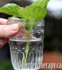 Basil is one of the easiest plants to propagate, root, and grow from a cutting of a basil stem. Growing Basil From Cuttings Garden Therapy