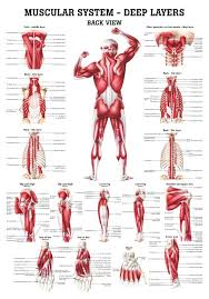 This printable pdf chart can be viewed, downloaded and also printed. 168 Best Images About Muscular System On Pinterest Human Cute766