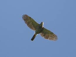 日本オオタカネットワーク