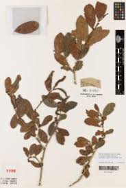 Image result for Erythroxylum emarginatum