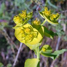 Image result for Euphorbia serratifolia