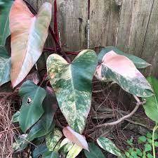 Welcome to the aroid project at botanical growers. Aroidgardener On Instagram Philodendron Strawberry Shake Love The Colors On This One Philodendron Plant Variegated Plants Philodendron