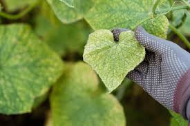 Image result for spider mites on cucumbers