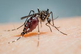 62 symptomatic zika virus disease cases reported* Infektionen Mit Zika Virus In Der Schwangerschaft Labor Enders
