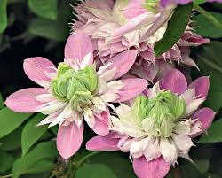 Check spelling or type a new query. Clematis Care And Trimming In The Fall Preparation For Winter When To Transplant Clematis Is It Possible To Transplant Clematis In The Fall