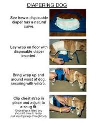 The coonhound's long ears may help stir up ground scents, and the deep muzzle allows room for olfactory apparatus. 59 Best Pugapoos Images Dogs Pets Dog Care