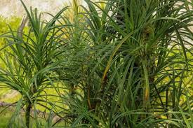 Image result for Pandanus odoratissimus