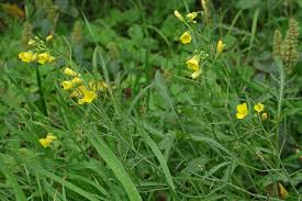 Image result for Diplocyclos tenuis