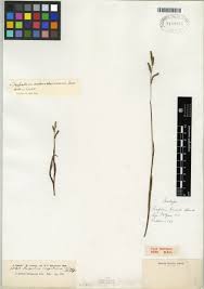 Image result for Melanospermum