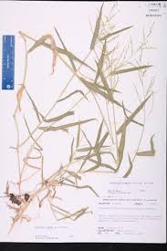 Image result for Urochloa deflexa