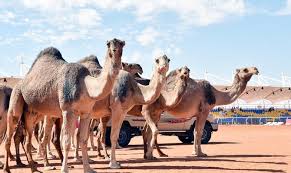 Wildlife of afghanistan wildlife of saudi arabia home. Saudi Arabia To Head World S First Camel Organization Arab News Pk