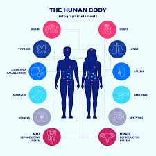 Anatomy and function of the male urogenital system. Human Body Infographic Elements Male And Female Silhouettes And Internal Organs Line Icon Set Vector Flat Design Medical Graphic Signs Location Of Internal Organs Anatomy Poster For Clinics Tasmeemme Com