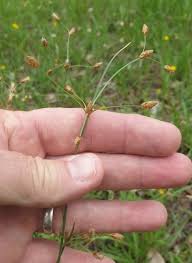 Image result for Fimbristylis aphylla