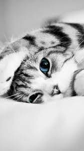 We did not find results for: Cat Phone Wallpapers Top Free Cat Phone Backgrounds Wallpaperaccess