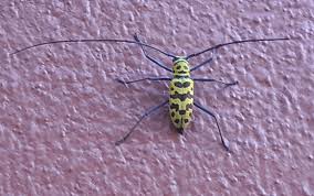 Image result for Loxodera bovonei