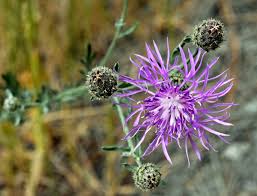 Image result for Stoebe