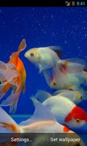 Fish Live Wallpaper Images In 2021 Live Wallpapers Aquarium Live Wallpaper Fish