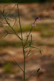 Image result for Cleome macrophylla