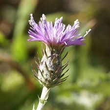 Image result for Carduus leptacanthus