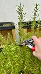 Image result for rosemary cuttings