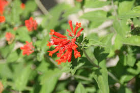 Check spelling or type a new query. Bouvardia Firecracker Bush Trumpetellia Hummingbird Flower A To Z Flowers